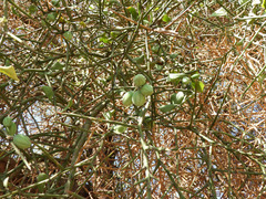 Balanites aegyptiaca