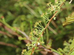Spiraea prunifolia pseudoprunifolia