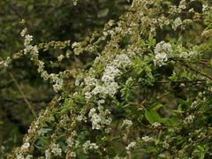 Spiraea prunifolia pseudoprunifolia