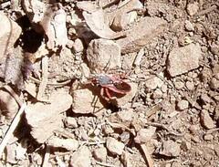 Rhynocoris ventralis