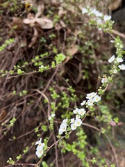 Spiraea prunifolia pseudoprunifolia