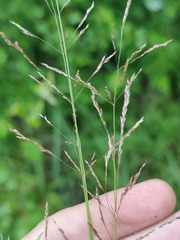 Agrostis canina