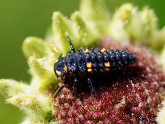 Coccinella septempunctata