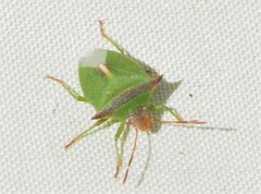 Cuspicona apothoracica