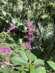 Palicourea angustifolia