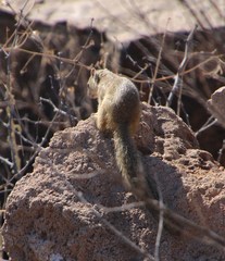 Paraxerus cepapi cepapi