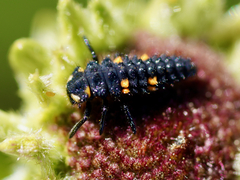 Coccinella septempunctata