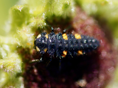 Coccinella septempunctata