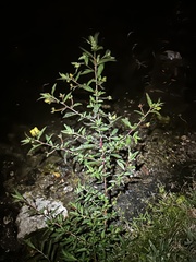Ludwigia octovalvis