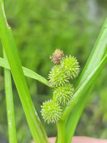 Sparganium glomeratum iNat (3)