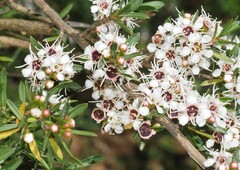 Kunzea leptospermoides