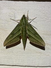 Xylophanes aristor