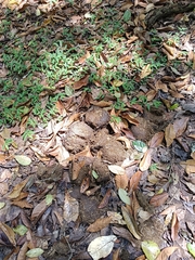 Elephas maximus indicus