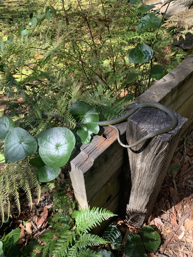 Common Tree Snake sighting