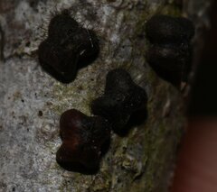 Paratachardina pseudolobata