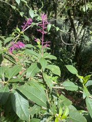 Palicourea angustifolia