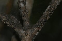 Paratachardina pseudolobata