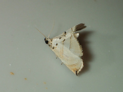 Trichophysetis hampsoni