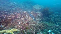 Meyenaster gelatinosus