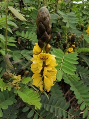 Senna didymobotrya