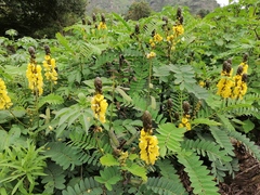 Senna didymobotrya
