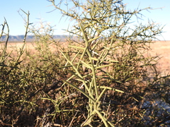 Koeberlinia spinosa
