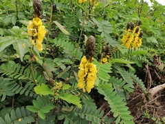 Senna didymobotrya