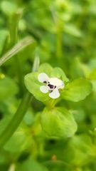 Lindernia rotundifolia
