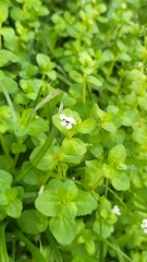 Lindernia rotundifolia