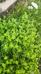 Lindernia rotundifolia