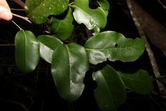 Huberantha nitidissima