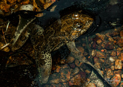 Euphlyctis cyanophlyctis