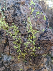 Acarospora socialis