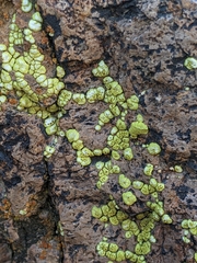Acarospora socialis