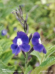 Stachytarpheta frantzii
