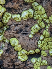 Acarospora socialis
