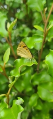 Lycaena salustius