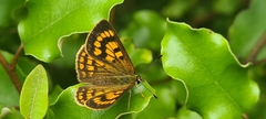 Lycaena salustius