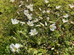 Oxalis magellanica