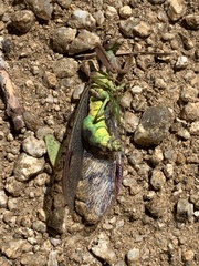 Ditaxis meridiei
