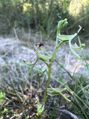 Arthrochilus prolixus