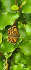 Lycaena salustius