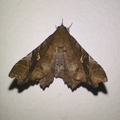 Euclystis plusioides