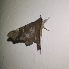 Euclystis plusioides