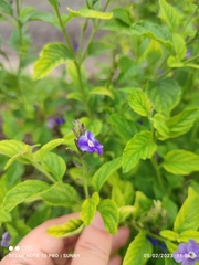 Stachytarpheta frantzii