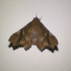 Euclystis plusioides