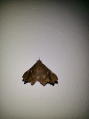 Euclystis plusioides