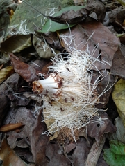 Pseudobombax septenatum