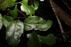 Huberantha nitidissima