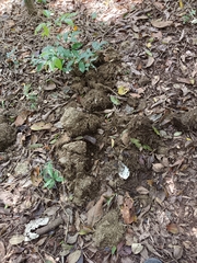 Elephas maximus indicus